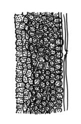 Fissidens linearis var. angustifolius, laminal cells, dorsal lamina (margin to costa). Drawn from J.E. Beever 82-08, CHR 535754.
 Image: R.C. Wagstaff © Landcare Research 2014 